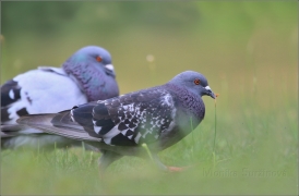 <p>HOLUB DOMÁCÍ (Columba livia f. domestica) /Domestic pigeon - Stadttaube/</p>